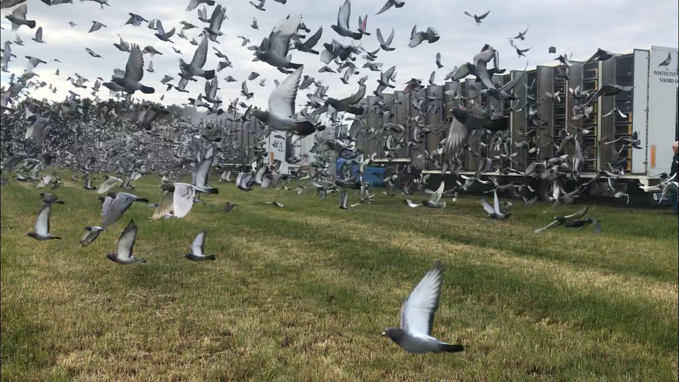 Racing pigeons being released for a race.